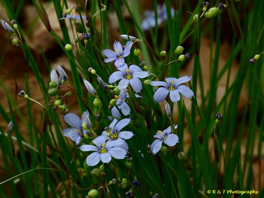 {Sisyrinchium atlanticum}